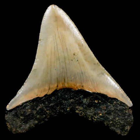 2.9" Quality Megalodon Shark Tooth Serrated Fossil Natural Miocene Age COA - Fossil Age Minerals