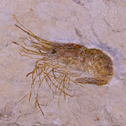 2" Fossil Shrimp Carpopenaeus Cretaceous Age 100 Mil Yrs Old Lebanon COA