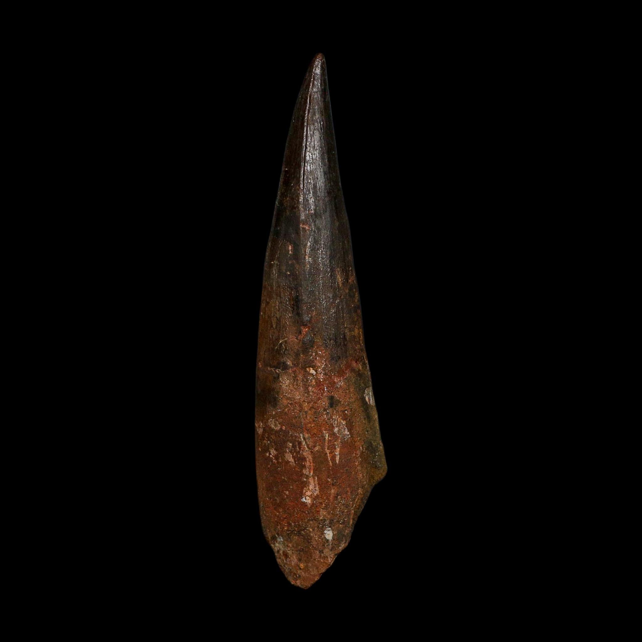 XL 3.9" Spinosaurus Fossil Tooth 100 Million Years Old Cretaceous Dinosaur COA - Fossil Age Minerals