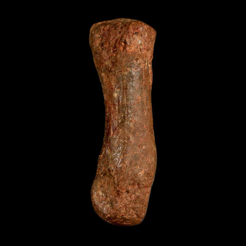 0.7" Dromaeosaurid Raptor Fossil Limb Toe Bone Cretaceous Dinosaur COA, Display - Fossil Age Minerals