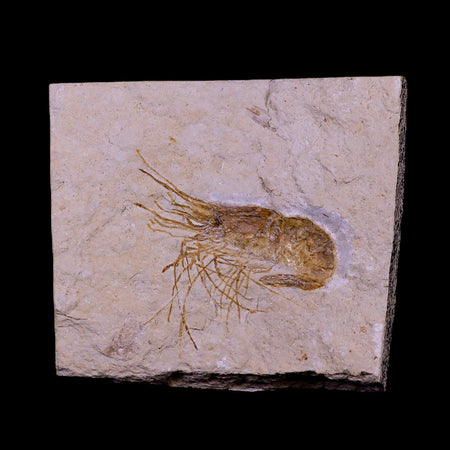 2" Fossil Shrimp Carpopenaeus Cretaceous Age 100 Mil Yrs Old Lebanon COA