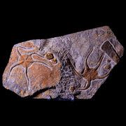 2 Two Brittlestar Ophiura Sp Starfish Fossil Ordovician Age Morocco COA & Stand