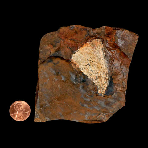 1.8" Detailed Ginkgo Cranei Fossil Plant Leaf Morton County, ND Paleocene Age COA - Fossil Age Minerals