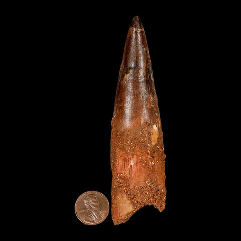 XXL 4.4" Spinosaurus Fossil Tooth 100 Million Years Old Cretaceous Dinosaur COA - Fossil Age Minerals