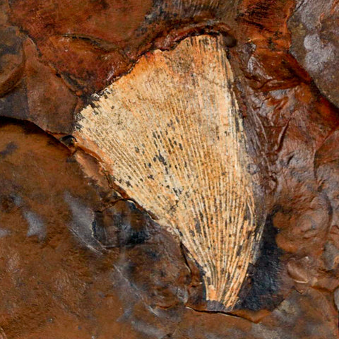 1.8" Detailed Ginkgo Cranei Fossil Plant Leaf Morton County, ND Paleocene Age COA - Fossil Age Minerals
