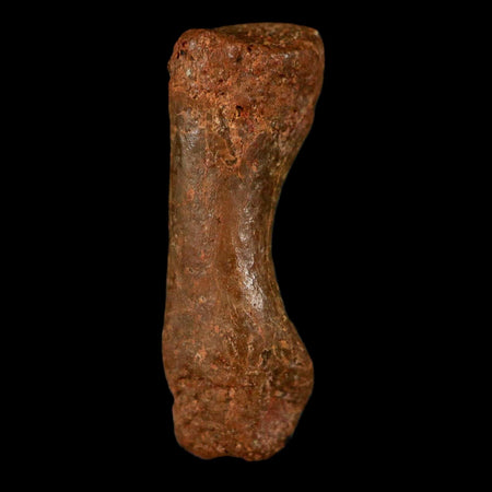 0.7" Dromaeosaurid Raptor Fossil Limb Toe Bone Cretaceous Dinosaur COA, Display