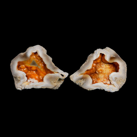 2.2" Agatized Coral Slabs Fossil Oligocene and Miocene Epochs Tampa Bay Florida