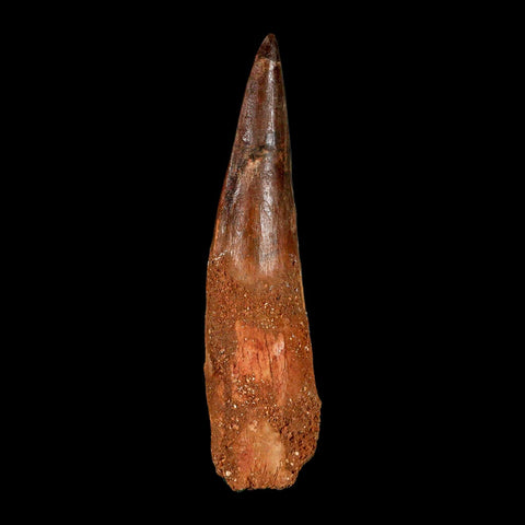 XXL 4.4" Spinosaurus Fossil Tooth 100 Million Years Old Cretaceous Dinosaur COA - Fossil Age Minerals
