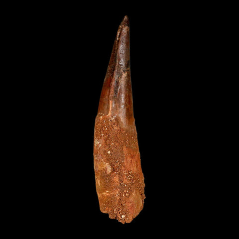 XXL 4.4" Spinosaurus Fossil Tooth 100 Million Years Old Cretaceous Dinosaur COA - Fossil Age Minerals