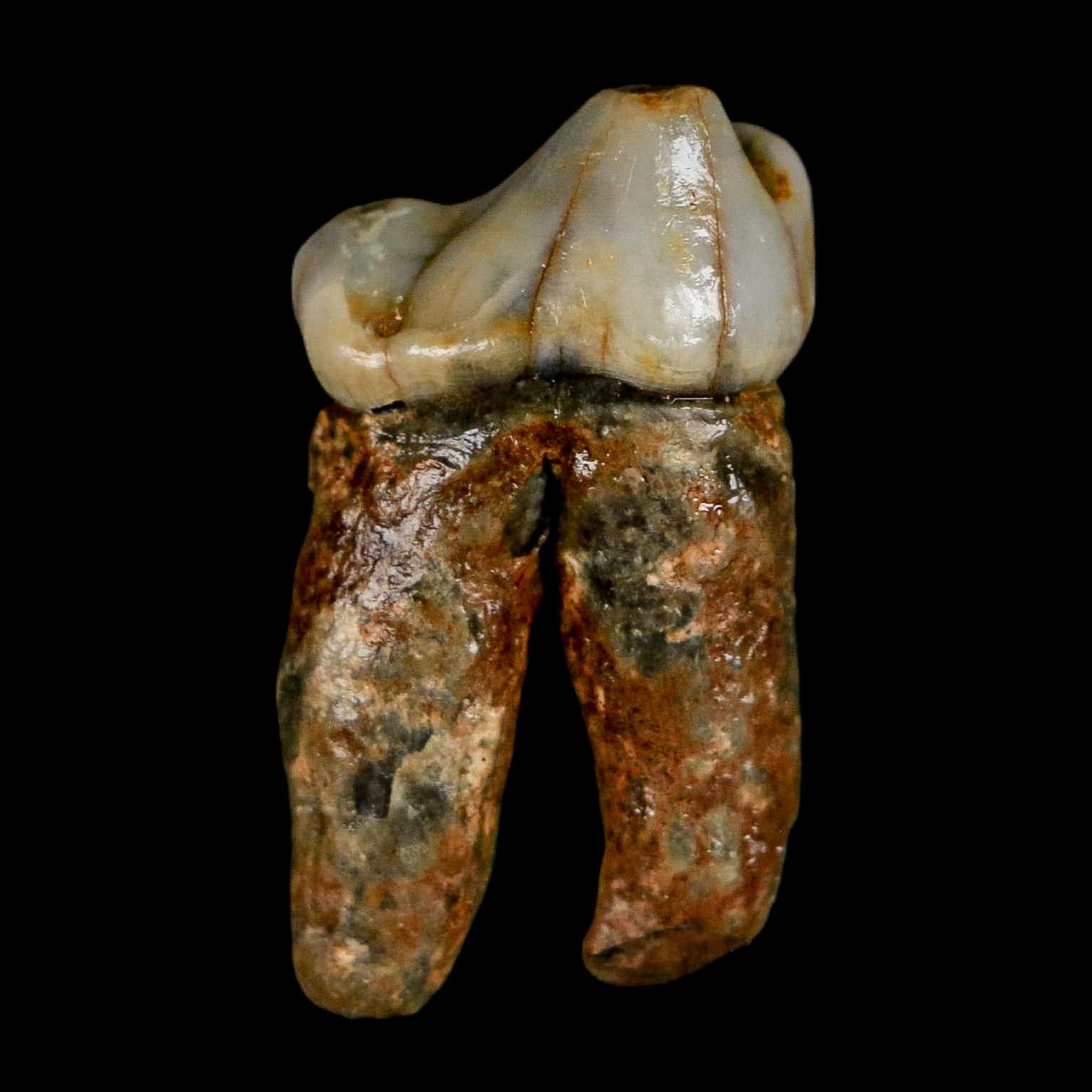 1.2" Extinct Cave Bear Ursus Spelaeus Pre-Molar Tooth Rooted Pleistocene Age COA - Fossil Age Minerals