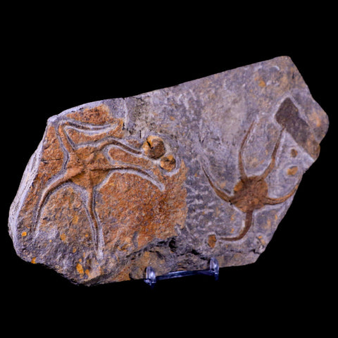2 Two Brittlestar Ophiura Sp Starfish Fossil Ordovician Age Morocco COA & Stand - Fossil Age Minerals