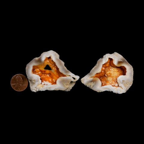 2.2" Agatized Coral Slabs Fossil Oligocene and Miocene Epochs Tampa Bay Florida