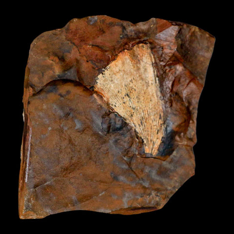 1.8" Detailed Ginkgo Cranei Fossil Plant Leaf Morton County, ND Paleocene Age COA - Fossil Age Minerals