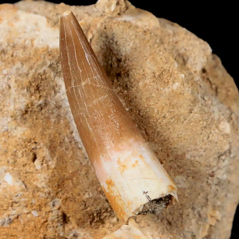 1.3" Plesiosaur Zarafasaura Tooth Fossil In Matrix Cretaceous Dinosaur Era COA - Fossil Age Minerals