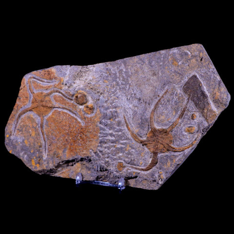 2 Two Brittlestar Ophiura Sp Starfish Fossil Ordovician Age Morocco COA & Stand - Fossil Age Minerals