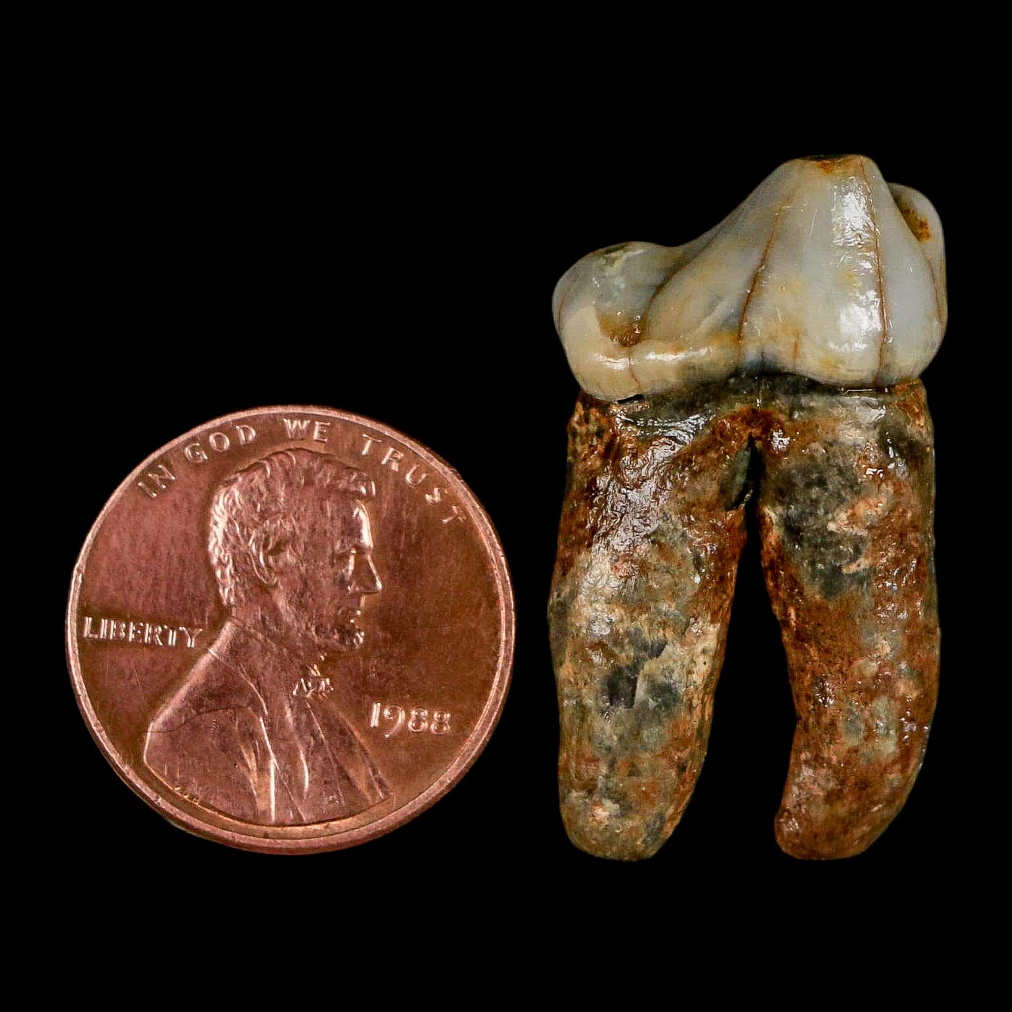 1.2" Extinct Cave Bear Ursus Spelaeus Pre-Molar Tooth Rooted Pleistocene Age COA - Fossil Age Minerals