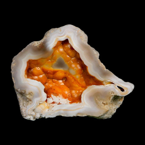 2.2" Agatized Coral Slabs Fossil Oligocene and Miocene Epochs Tampa Bay Florida