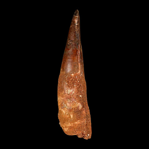 XXL 4.4" Spinosaurus Fossil Tooth 100 Million Years Old Cretaceous Dinosaur COA - Fossil Age Minerals
