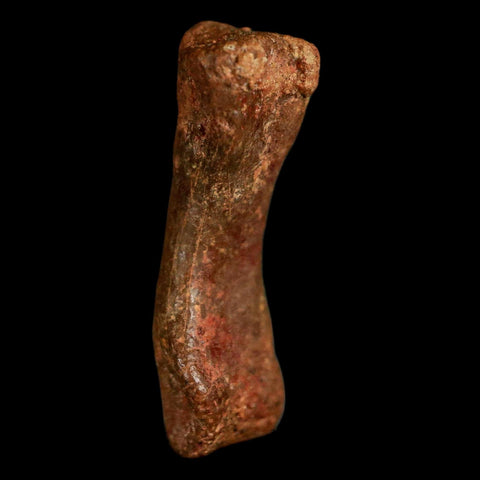 0.7" Dromaeosaurid Raptor Fossil Limb Toe Bone Cretaceous Dinosaur COA, Display - Fossil Age Minerals