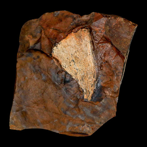 1.8" Detailed Ginkgo Cranei Fossil Plant Leaf Morton County, ND Paleocene Age COA - Fossil Age Minerals