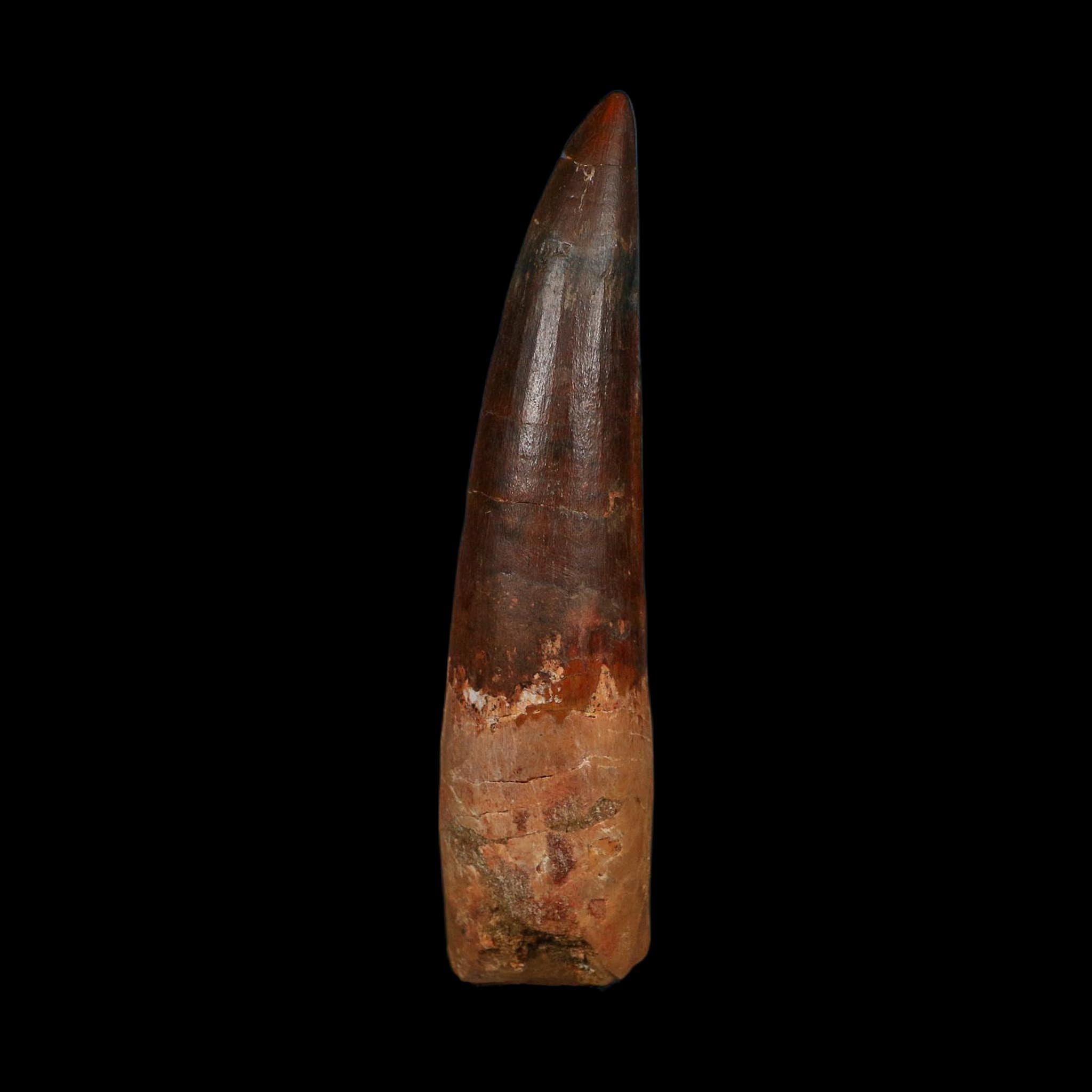 XL 4" Spinosaurus Fossil Tooth 100 Million Years Old Cretaceous Dinosaur COA - Fossil Age Minerals