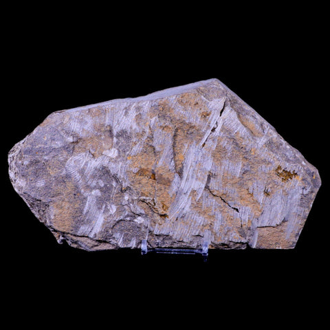 2 Two Brittlestar Ophiura Sp Starfish Fossil Ordovician Age Morocco COA & Stand - Fossil Age Minerals