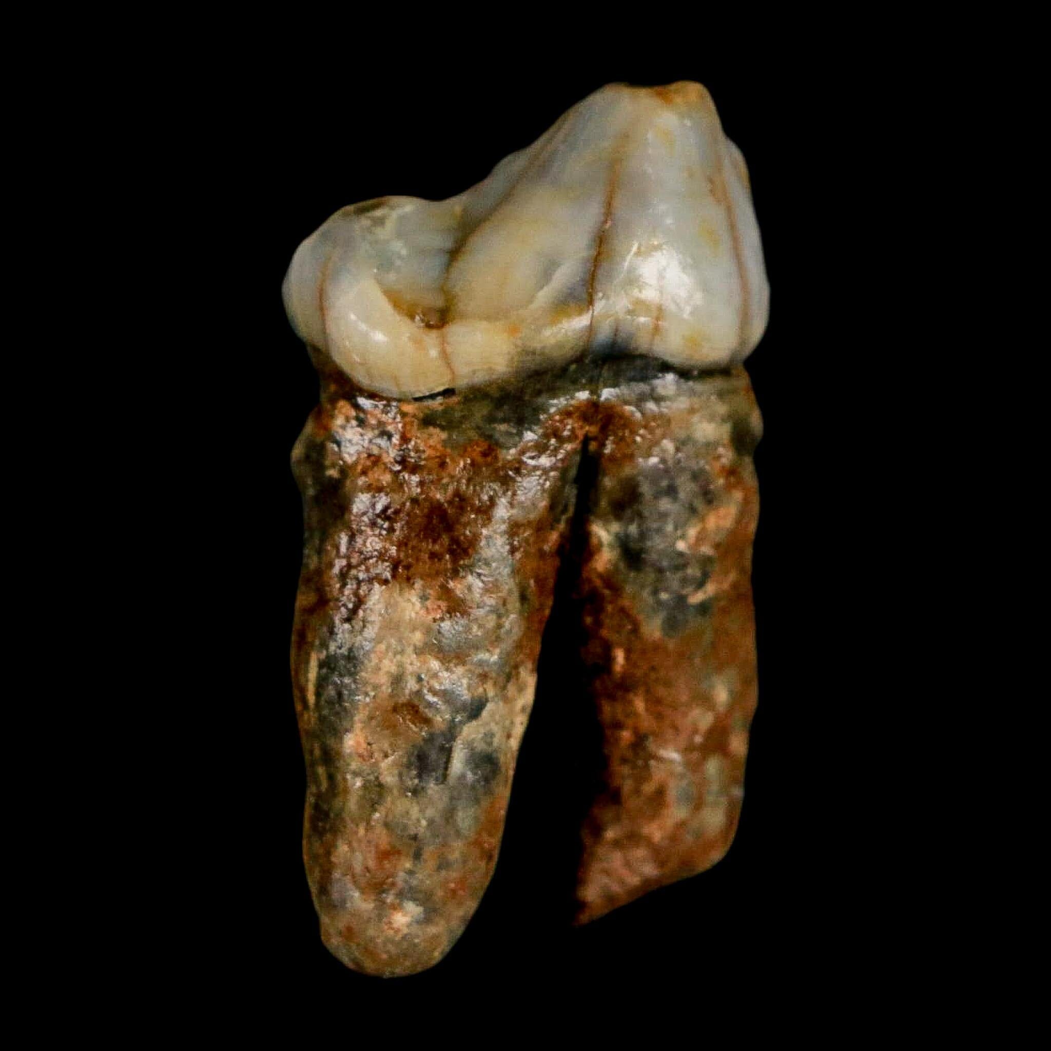 1.2" Extinct Cave Bear Ursus Spelaeus Pre-Molar Tooth Rooted Pleistocene Age COA - Fossil Age Minerals