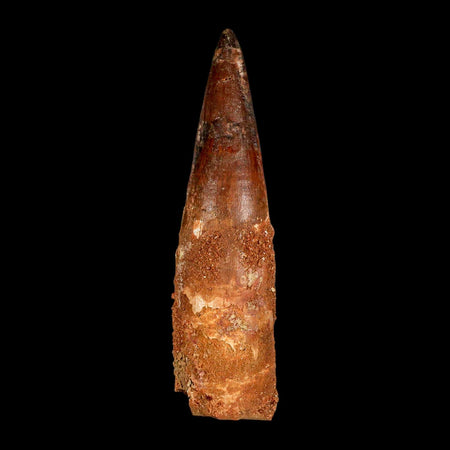 XXL 4.4" Spinosaurus Fossil Tooth 100 Million Years Old Cretaceous Dinosaur COA