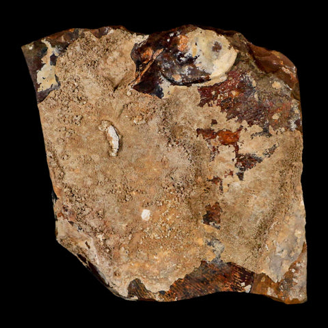 1.8" Detailed Ginkgo Cranei Fossil Plant Leaf Morton County, ND Paleocene Age COA - Fossil Age Minerals