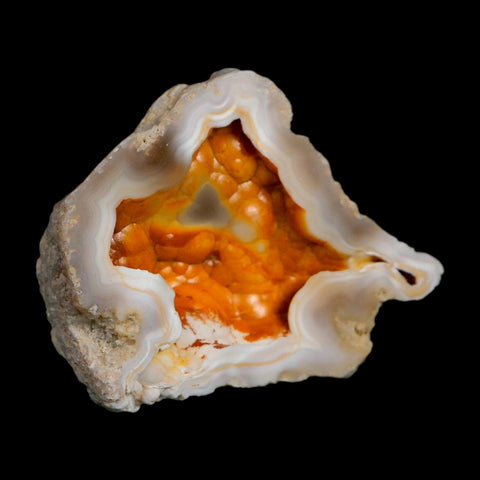 2.2" Agatized Coral Slabs Fossil Oligocene and Miocene Epochs Tampa Bay Florida