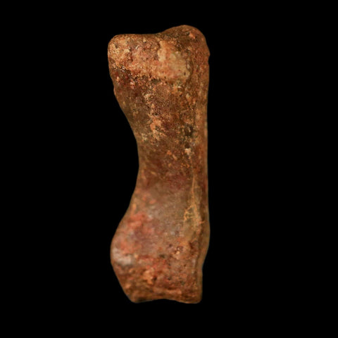 0.7" Dromaeosaurid Raptor Fossil Limb Toe Bone Cretaceous Dinosaur COA, Display - Fossil Age Minerals