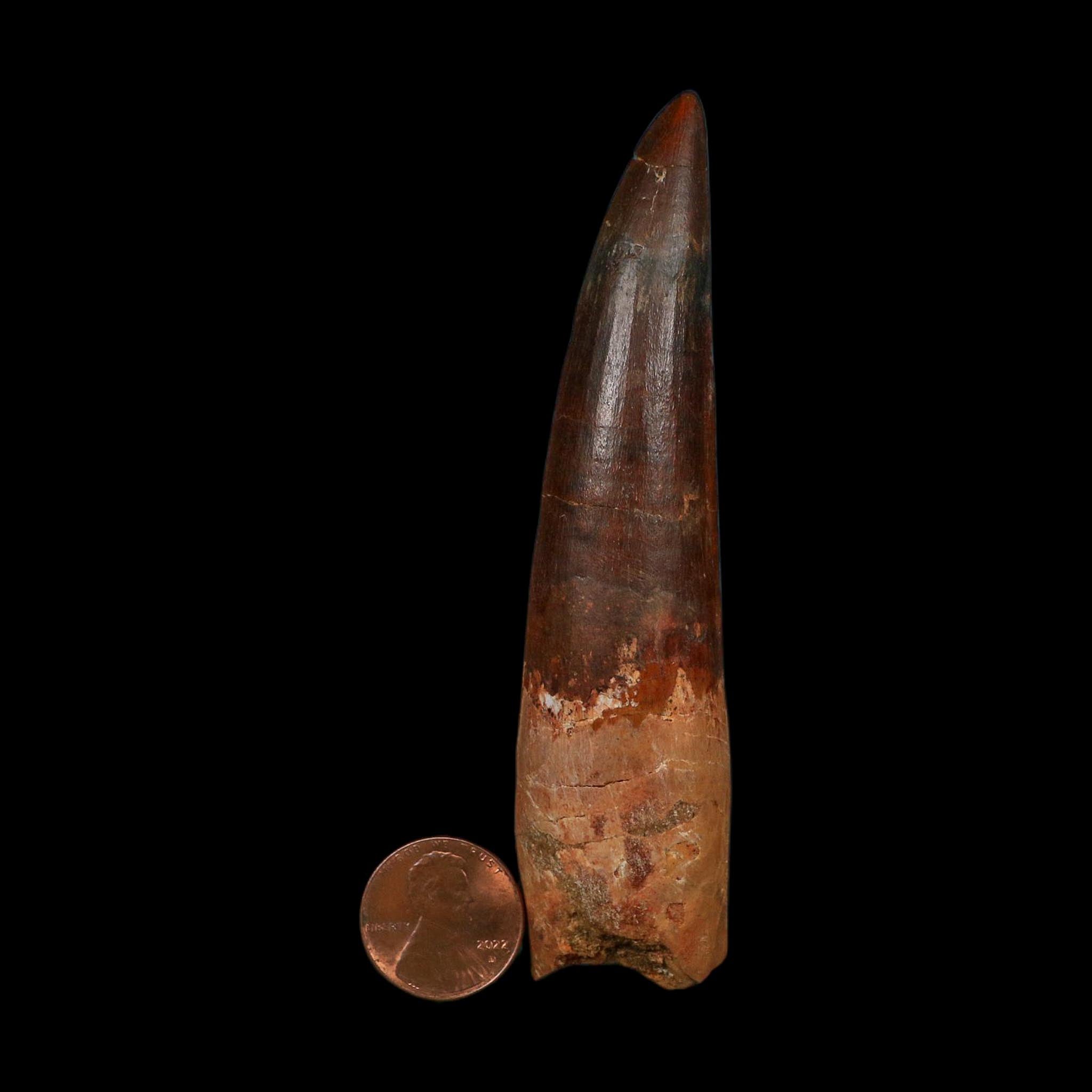 XL 4" Spinosaurus Fossil Tooth 100 Million Years Old Cretaceous Dinosaur COA - Fossil Age Minerals