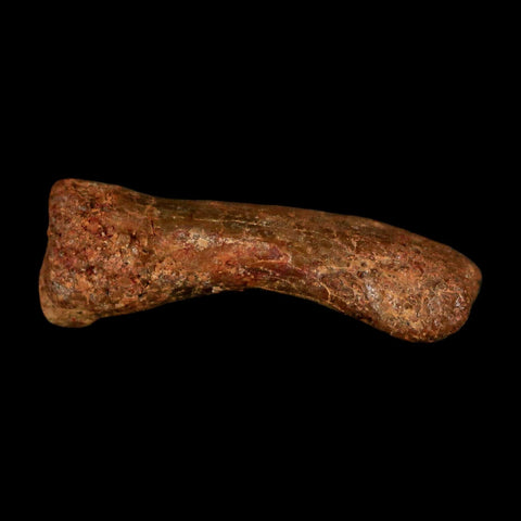 0.7" Dromaeosaurid Raptor Fossil Limb Toe Bone Cretaceous Dinosaur COA, Display - Fossil Age Minerals