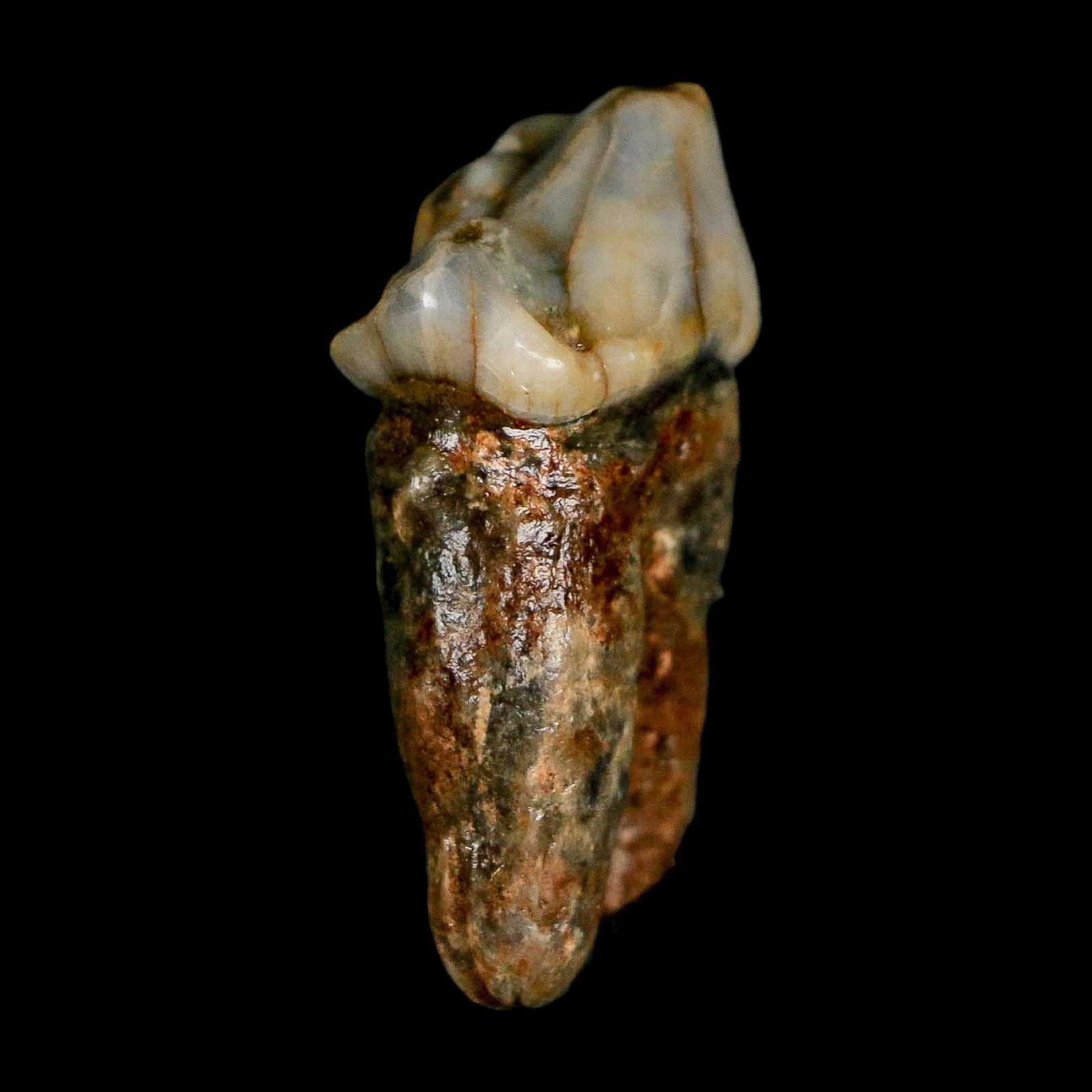 1.2" Extinct Cave Bear Ursus Spelaeus Pre-Molar Tooth Rooted Pleistocene Age COA - Fossil Age Minerals