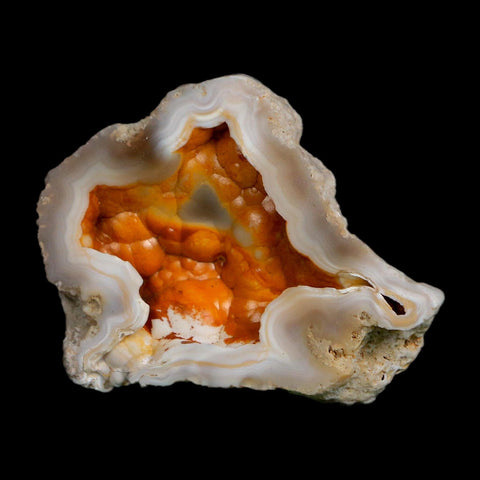 2.2" Agatized Coral Slabs Fossil Oligocene and Miocene Epochs Tampa Bay Florida