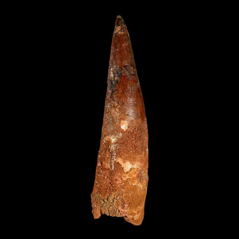 XXL 4.4" Spinosaurus Fossil Tooth 100 Million Years Old Cretaceous Dinosaur COA - Fossil Age Minerals