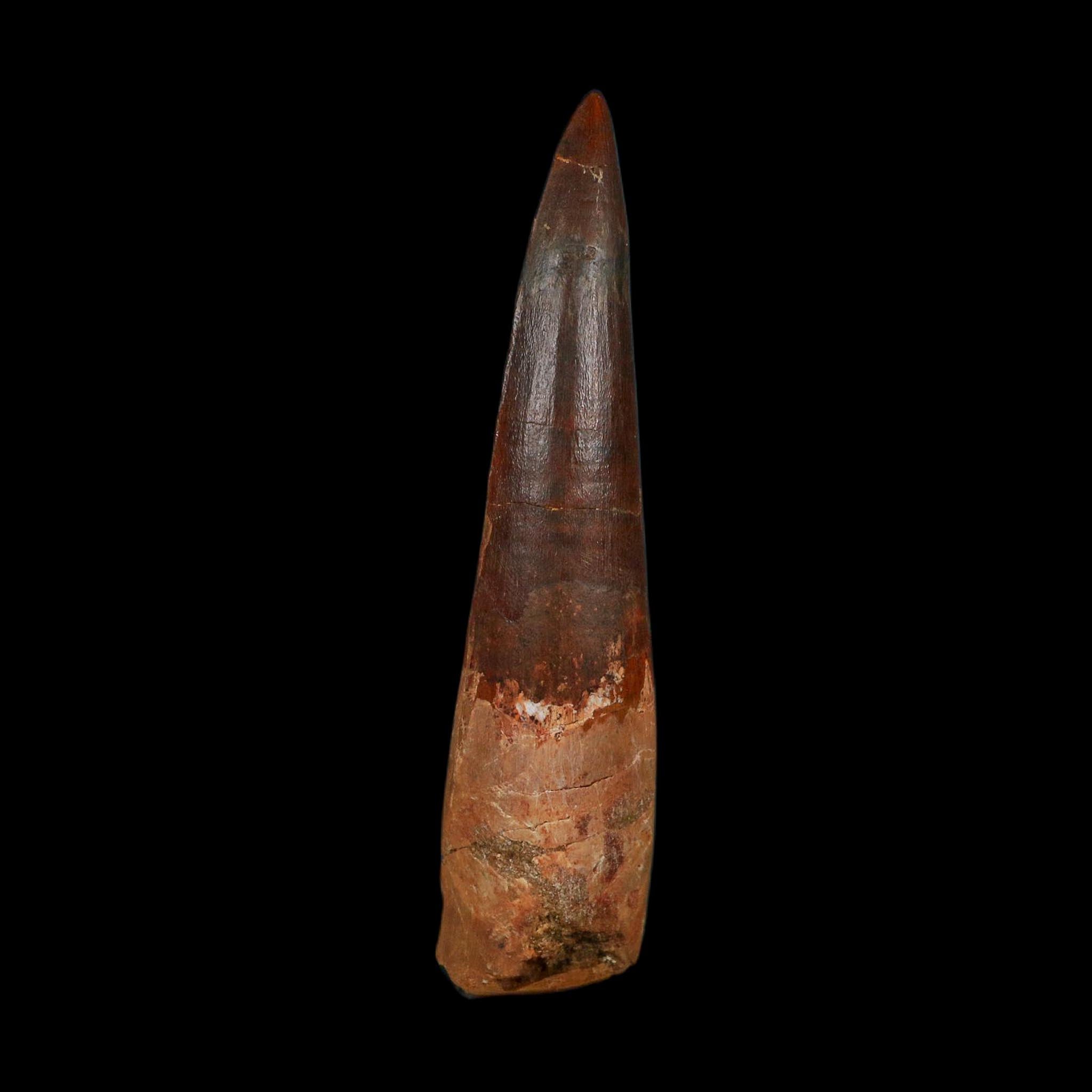 XL 4" Spinosaurus Fossil Tooth 100 Million Years Old Cretaceous Dinosaur COA - Fossil Age Minerals