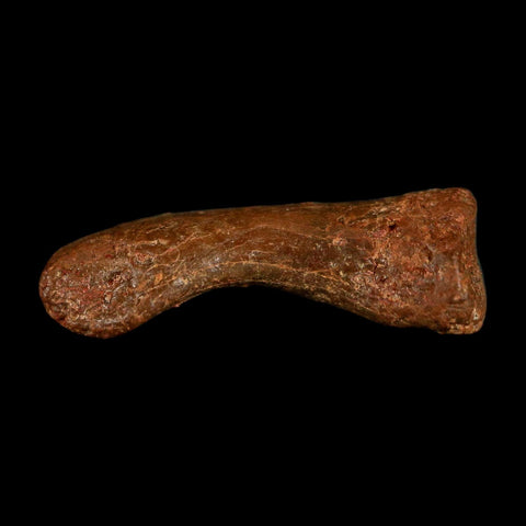 0.7" Dromaeosaurid Raptor Fossil Limb Toe Bone Cretaceous Dinosaur COA, Display - Fossil Age Minerals