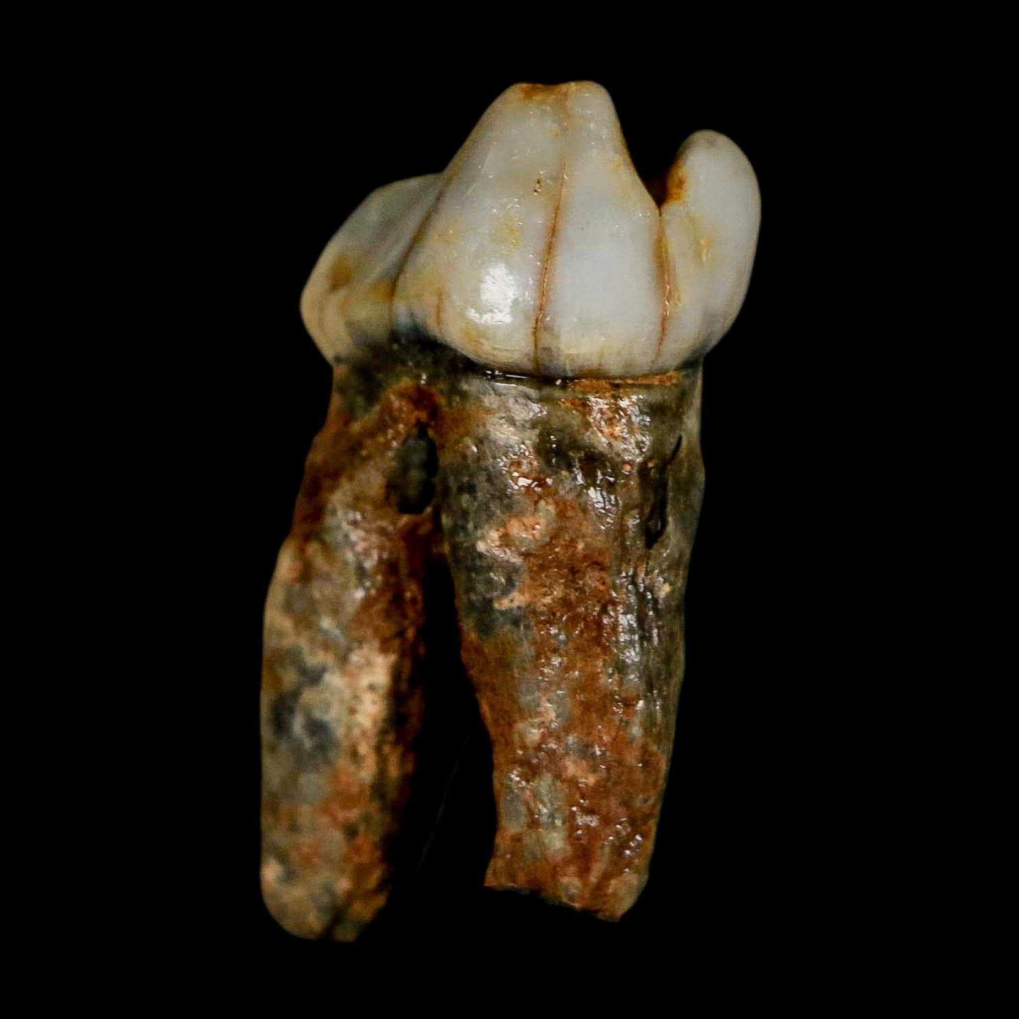 1.2" Extinct Cave Bear Ursus Spelaeus Pre-Molar Tooth Rooted Pleistocene Age COA - Fossil Age Minerals
