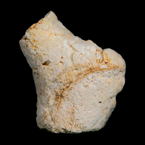 2.2" Agatized Coral Slabs Fossil Oligocene and Miocene Epochs Tampa Bay Florida
