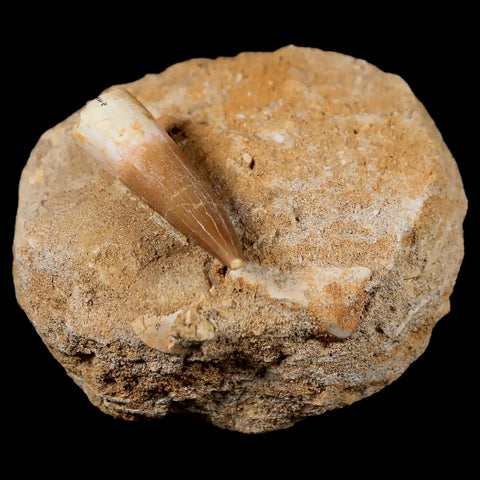 1.3" Plesiosaur Zarafasaura Tooth Fossil In Matrix Cretaceous Dinosaur Era COA - Fossil Age Minerals