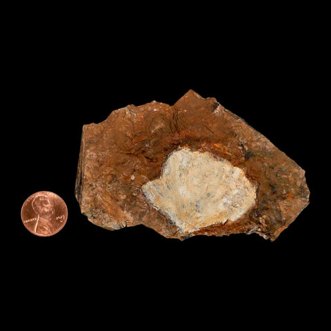 1.8" Detailed Ginkgo Cranei Fossil Plant Leaf Morton County, ND Paleocene Age COA - Fossil Age Minerals