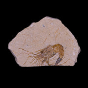 1.8" Fossil Shrimp Carpopenaeus Cretaceous Age 100 Mil Yrs Old Lebanon COA
