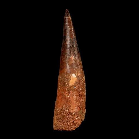 XXL 4.4" Spinosaurus Fossil Tooth 100 Million Years Old Cretaceous Dinosaur COA - Fossil Age Minerals