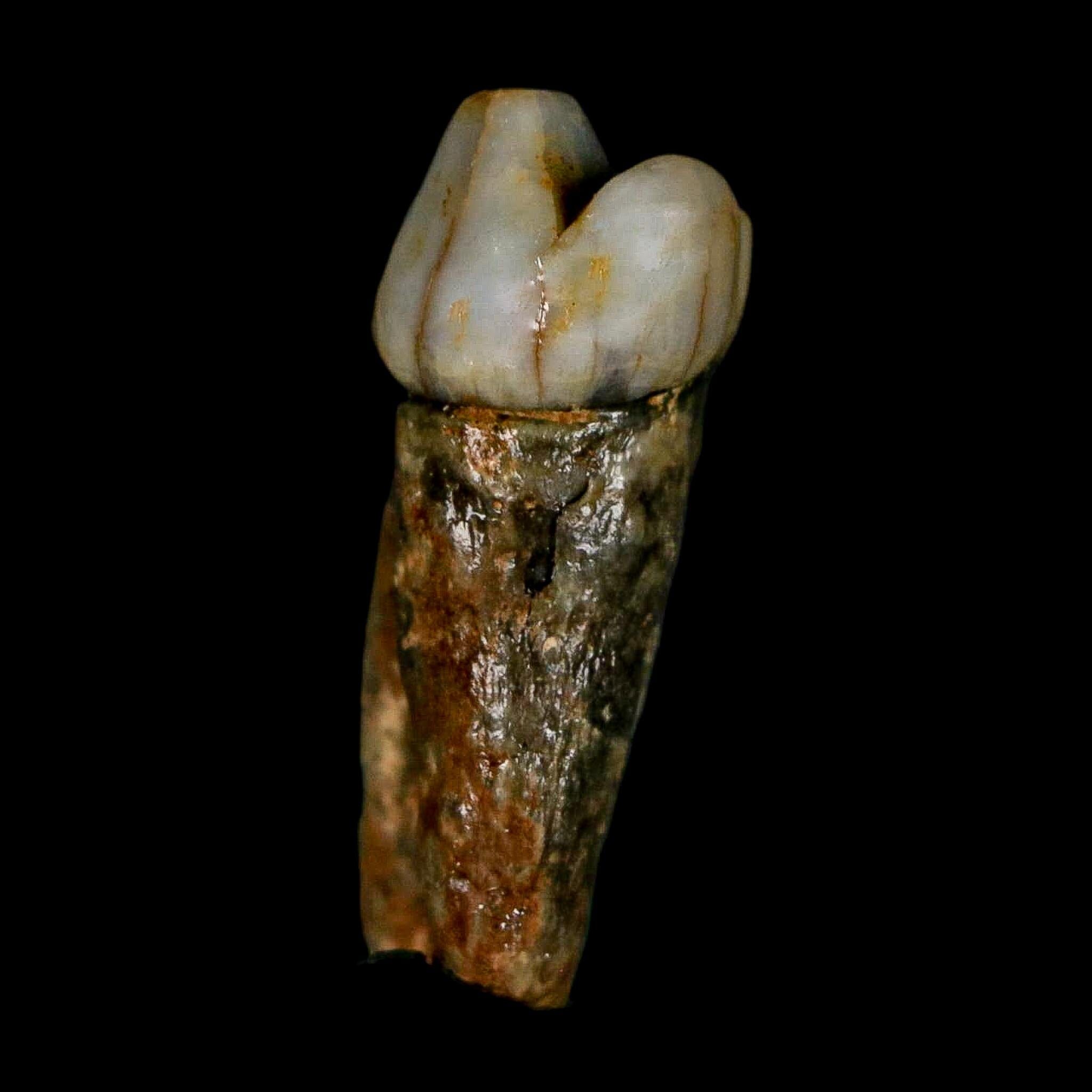 1.2" Extinct Cave Bear Ursus Spelaeus Pre-Molar Tooth Rooted Pleistocene Age COA - Fossil Age Minerals