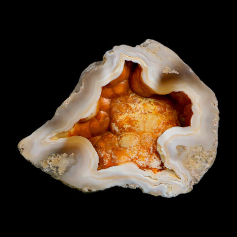 2.2" Agatized Coral Slabs Fossil Oligocene and Miocene Epochs Tampa Bay Florida
