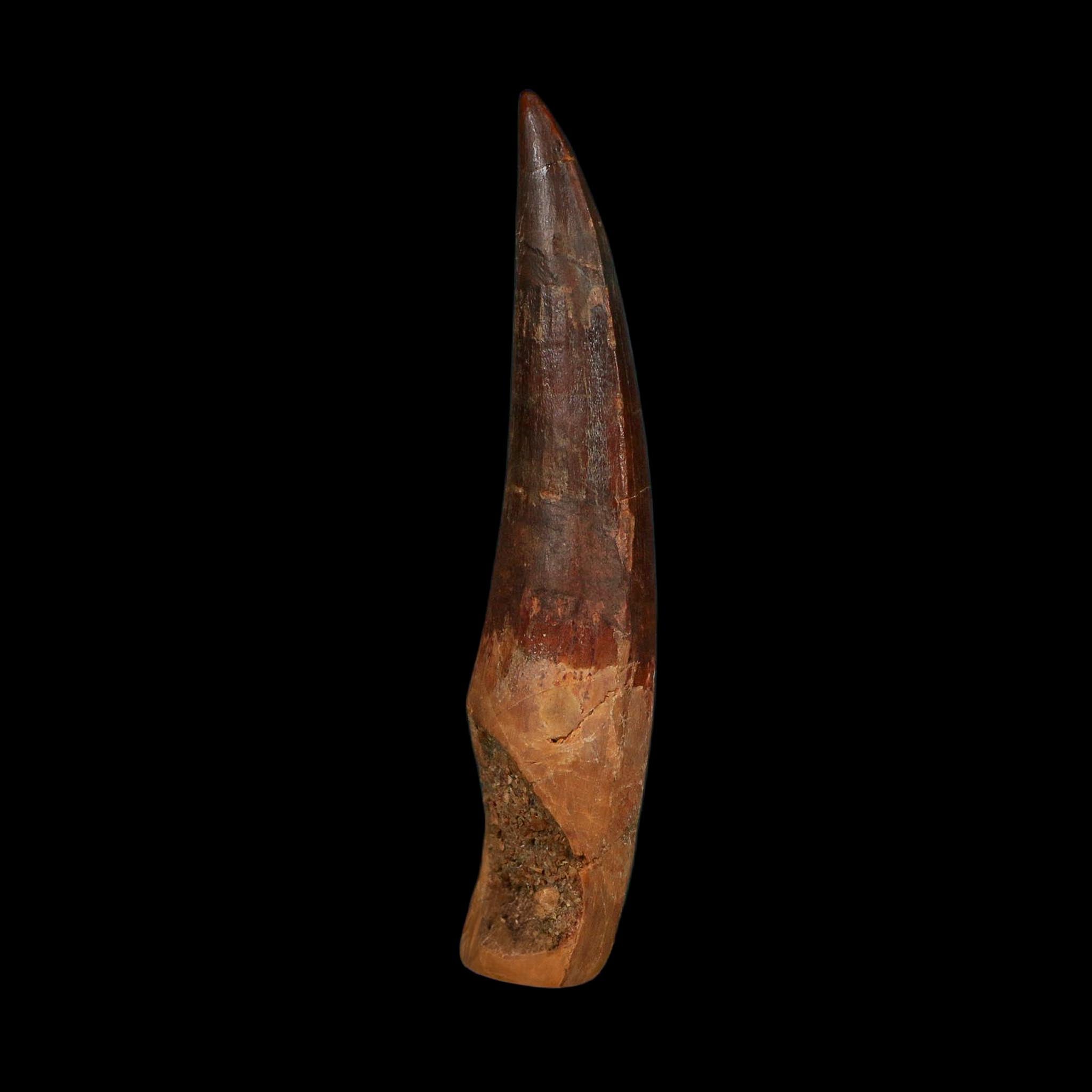 XL 4" Spinosaurus Fossil Tooth 100 Million Years Old Cretaceous Dinosaur COA - Fossil Age Minerals