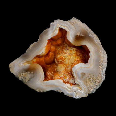 2.2" Agatized Coral Slabs Fossil Oligocene and Miocene Epochs Tampa Bay Florida