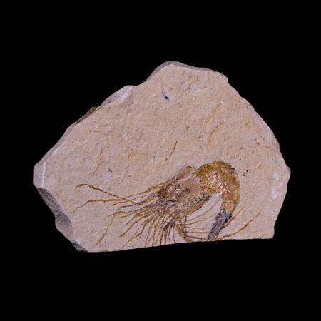 1.8" Fossil Shrimp Carpopenaeus Cretaceous Age 100 Mil Yrs Old Lebanon COA