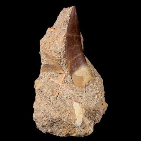 1.8" Plesiosaur Zarafasaura Tooth Fossil In Matrix Cretaceous Dinosaur Era COA - Fossil Age Minerals